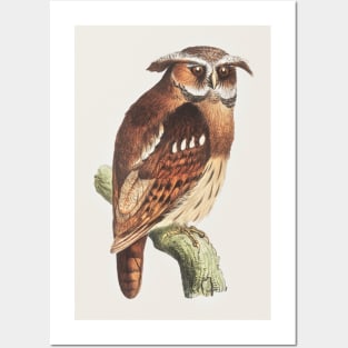 A Serious Owl Posters and Art